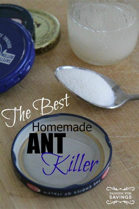 The Best Homemade Ant Killer