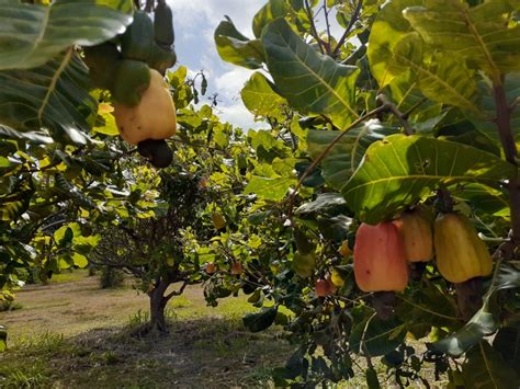 Growing Cashew Trees For Hawaii Heidi Bornhorst