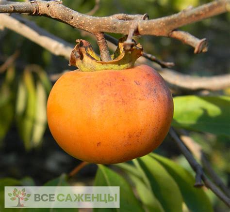 Цена на Хурма Россиянка - купить саженцы