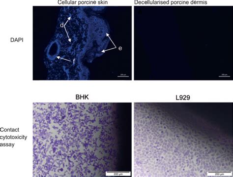 Top Panel Images Of DAPI Stained Sections To Show The Presence Of Cell