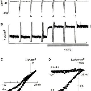 Current Voltage Relationship Of The Backward Running Na K Pump