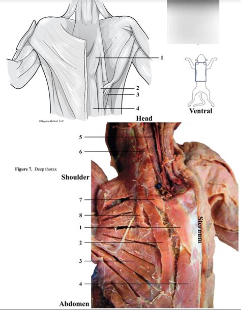 Deep Thorax Of Cat Ventral View Diagram Quizlet