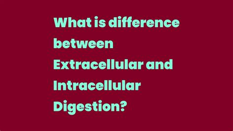 What Is Difference Between Extracellular And Intracellular Digestion Write A Topic