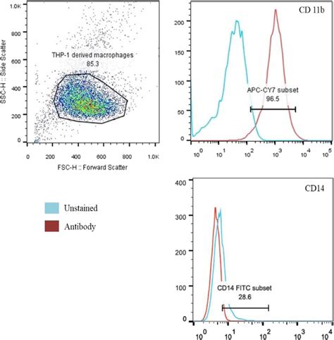 Characterization Of THP 1 Derived Macrophages The Cells Were Stained