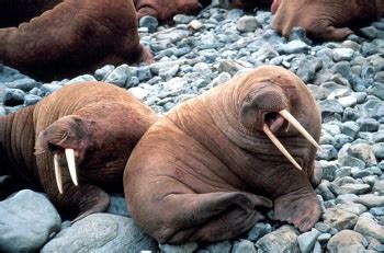 Walrus Adaptations: Lesson for Kids | Study.com