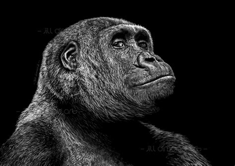 Gorilla Art Prints A3 A4 A5 Sizes Digital Drawing - Etsy UK | Gorillas art, Gorilla illustration ...