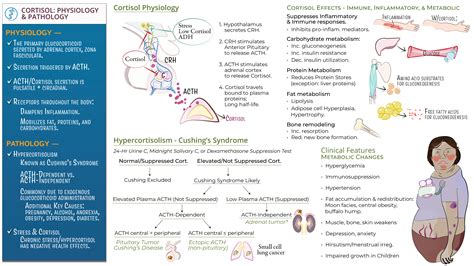 USMLE / COMLEX - Step 3: Cortisol Physiology & Pathology (Cushings) | ditki medical & biological ...