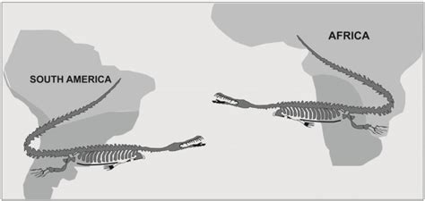 The fossils of Mesosaurus found in South America and Africa. | Download ...