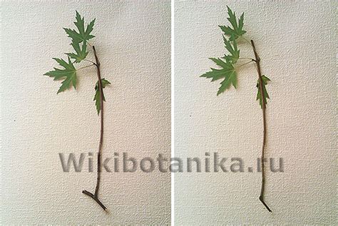 Размножение черенками и посадка и уход