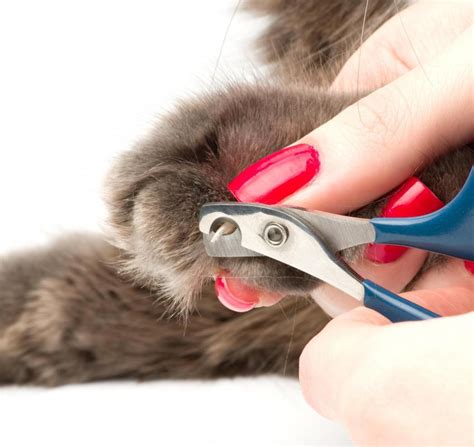 What Are The Different Types Of Cat Grooming Tools