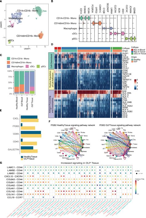 Frontiers Single Cell Immune Profiling Reveals Immune Responses In Oral Lichen Planus