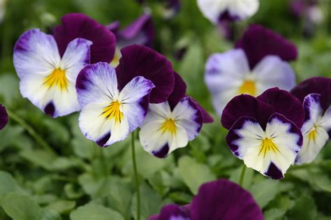 Viola Del Pensiero Inherba Il Mondo Delle Piante Aromatiche Oli