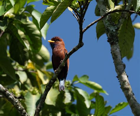 Uganda Birding Tour Safari Adventure Holiday Uganda