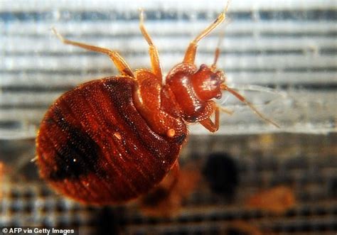 Do You Have Bed Bugs Expert Reveals The Tell Tale Signs To Look Out