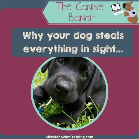 Miss Behavior - Miss Behavior