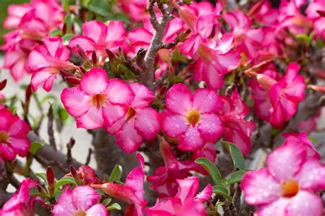 Premium Photo Adenium Obesum Flowers Green Leaves