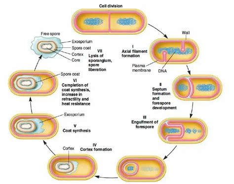 Endospore Definition Formation Germination Structure Resistance