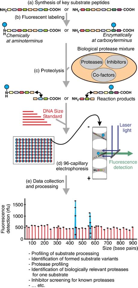 Microfluidic Devices Used For Parallel Electrophoretic Enzyme Assays