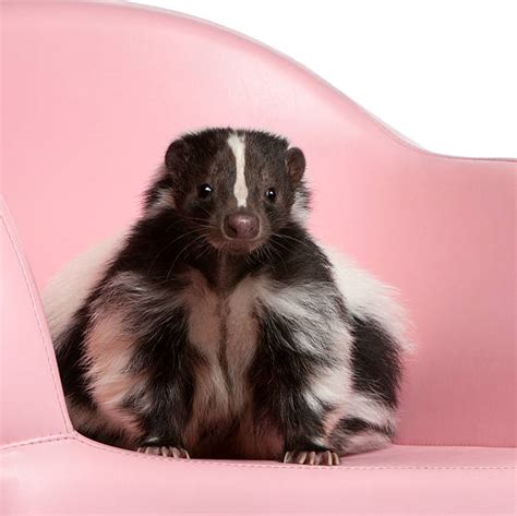 Skunk Pictures Images And Stock Photos Istock