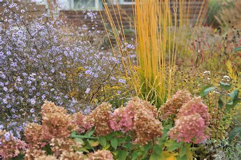 Mollie Brown Shares 19 Companion Plants To Grow Alongside Hydrangeas ...