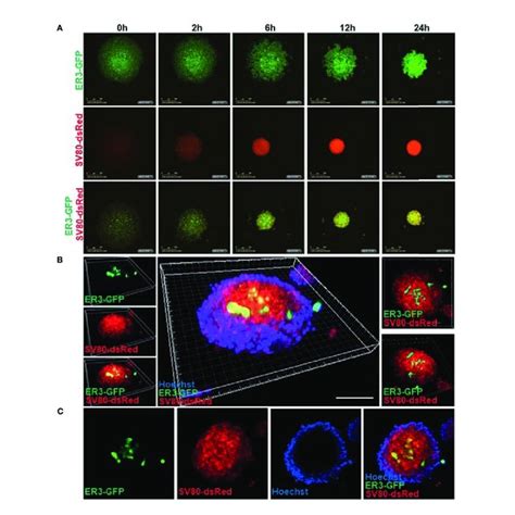 Real Time Spheroid Formation And Compound Penetration In The 3d Download Scientific Diagram