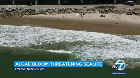 Harmful algae bloom off coasts of Santa Barbara, Ventura counties poisoning alarming number of ...