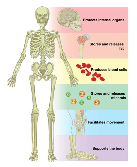 A1 Introduction To Osteology Social Sci Libretexts