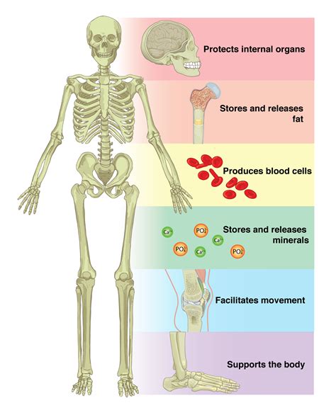 A 1 Introduction To Osteology Social Sci LibreTexts