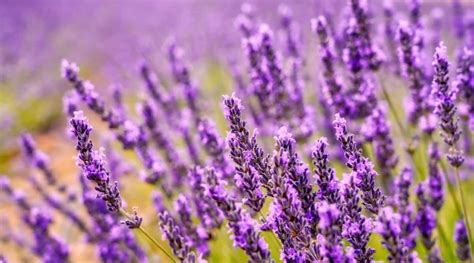 11 Reasons Your Lavender Isn T Blooming And How To Fix It