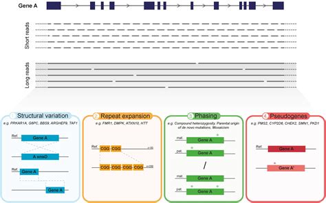 Frontiers Long Read Sequencing Emerging In Medical Genetics