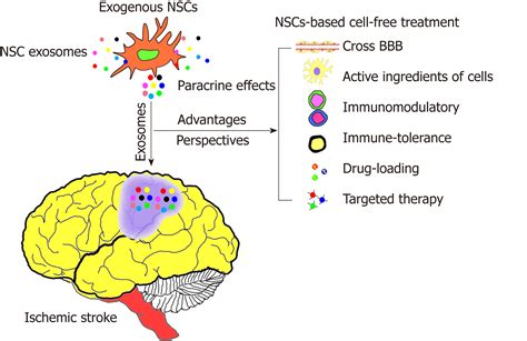 Neural Stem Cell Transplantation Therapy For Brain Ischemic Stroke