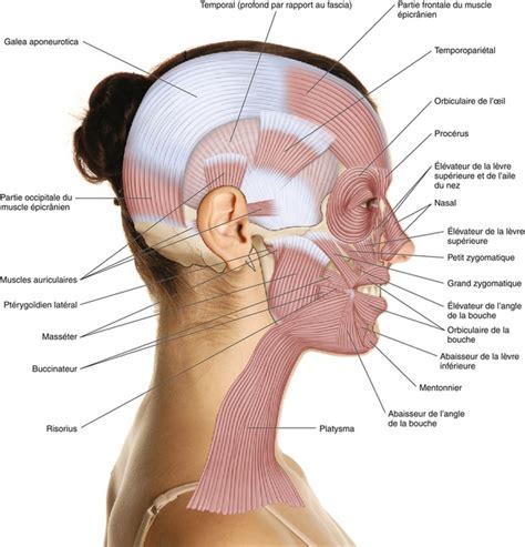 9 Muscles de la tête Medicine Key