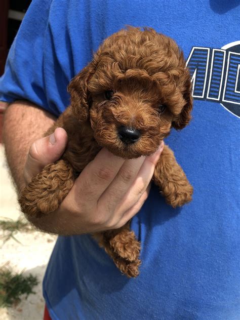 Red Toy Poodle Puppies For Sale Artofit