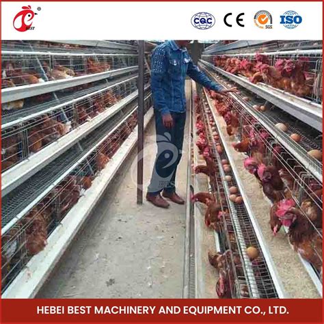 Bestchickencage Ordinary Type Layer Cage China Layer Coop Sheds Factory