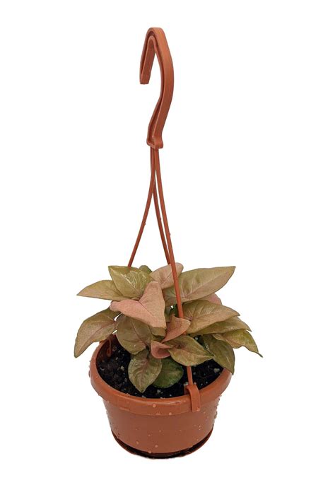 Pink Allusion Arrowhead Plant Syngoniumnepthytis 4 Mini Hanging