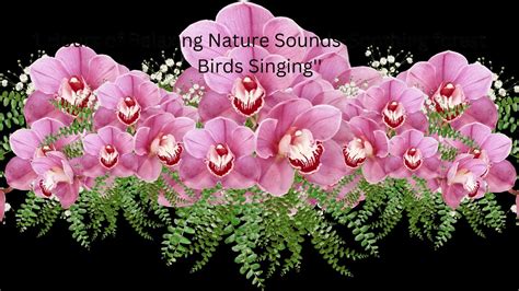 Hours Of Relaxing Nature Sounds Soothing Forest Birds Singing