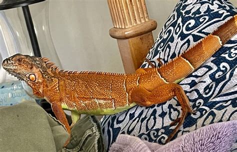 Just Sharing My Monster Rlizards