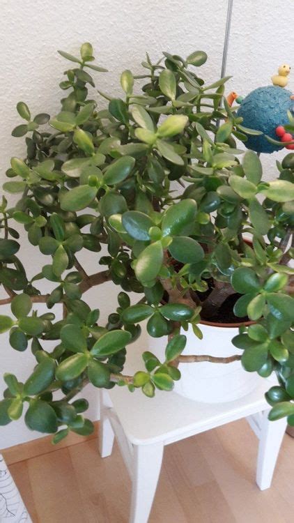 Geldbaum Crassula Ovata Kaufen Auf Ricardo