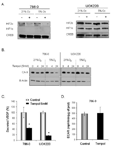 Tempol Decreases Hif Nuclear Activity A To Assess The Effect Of