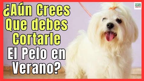 La Gu A Definitiva Sobre Cu Ndo Se Debe Cortar El Pelo A Los Perros De