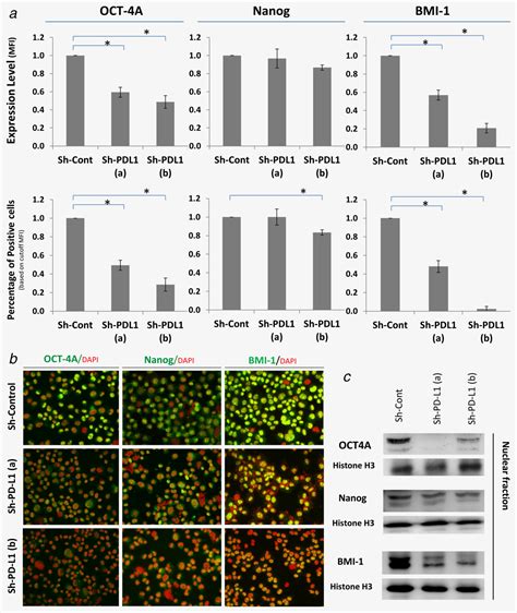 Pdl Promotes Oct And Nanog Expression In Breast Cancer Stem Cells By