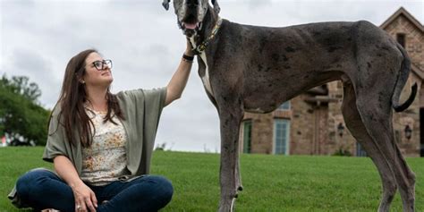 Zeus Il Cane Pi Alto Del Mondo Morto A Soli Tre Anni