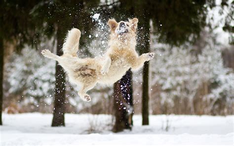 Winter Dog Wallpapers Top Free Winter Dog Backgrounds Wallpaperaccess