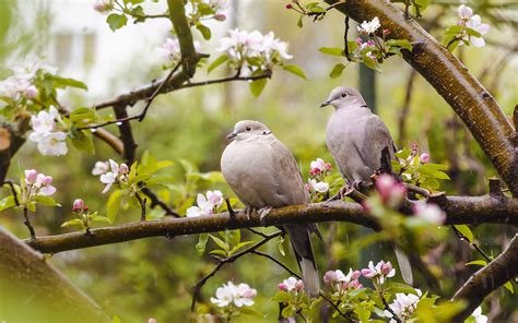 Spring Birds And Flowers Wallpapers - Wallpaper Cave