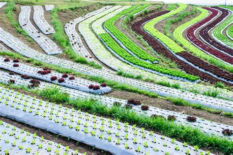 Introducir Images Que Son Las Terrazas En La Agricultura Viaterra Mx