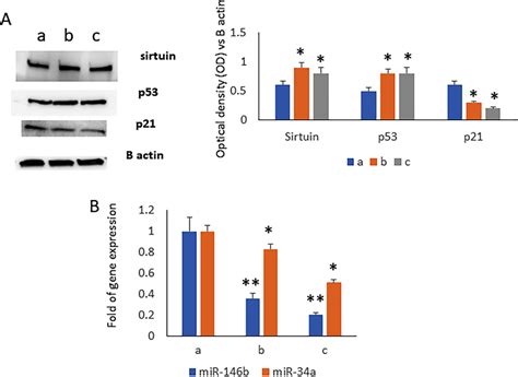 Increased Levels Of Sirtuins And P And Reduced Levels Of P As Well