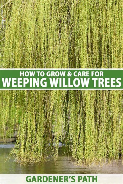 How To Grow And Care For Weeping Willows Gardeners Path