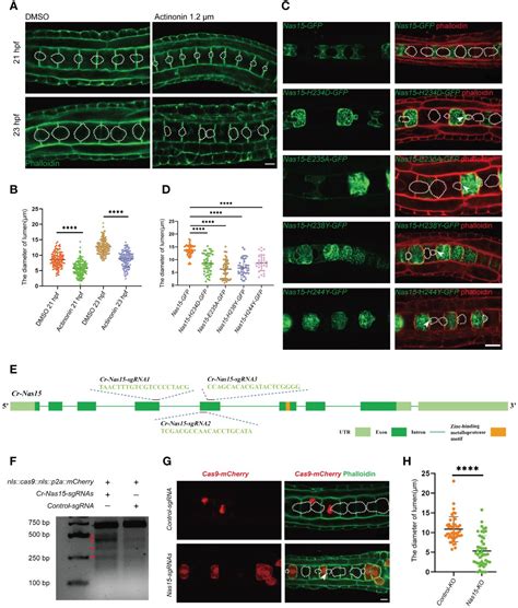 Frontiers Matrix Metalloproteinase Nas15 Regulates The Lumen