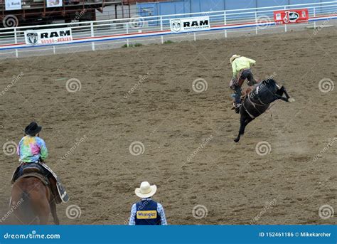 Bull riding editorial photo. Image of cody, horse, hooves - 152461186