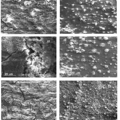 Sem Micrographs Of Carbon Steel Samples Corroded At C A And